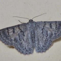 Crypsiphona ocultaria (Red-lined Looper Moth) at Rugosa - 10 Apr 2021 by SenexRugosus