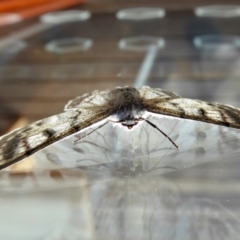 Crypsiphona ocultaria at Yass River, NSW - 10 Apr 2021