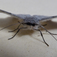 Crypsiphona ocultaria at Yass River, NSW - 10 Apr 2021