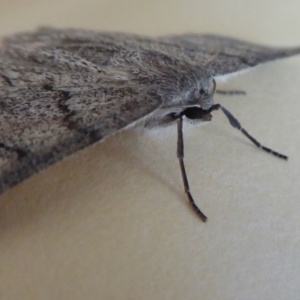 Crypsiphona ocultaria at Yass River, NSW - 10 Apr 2021