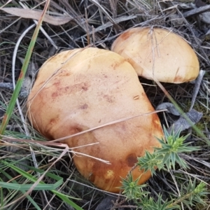 Phylloporus sp. at Gundary, NSW - 12 Apr 2021