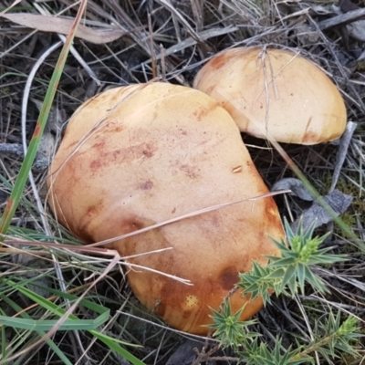 Phylloporus sp. (Phylloporus sp.) at Goulburn Mulwaree Council - 12 Apr 2021 by trevorpreston