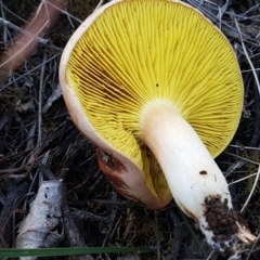 Phylloporus sp. at Gundary, NSW - 12 Apr 2021 10:13 AM