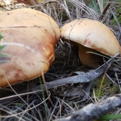 Phylloporus sp. at Gundary, NSW - 12 Apr 2021 10:13 AM