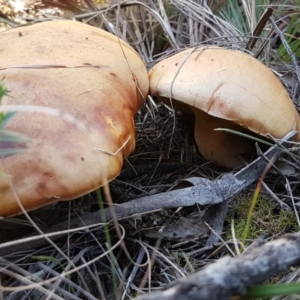 Phylloporus sp. at Gundary, NSW - 12 Apr 2021 10:13 AM