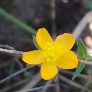 Hypericum gramineum at Gundary, NSW - 12 Apr 2021