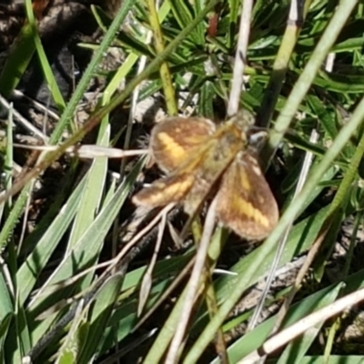 Taractrocera papyria (White-banded Grass-dart) at Pomaderris Nature Reserve - 12 Apr 2021 by trevorpreston