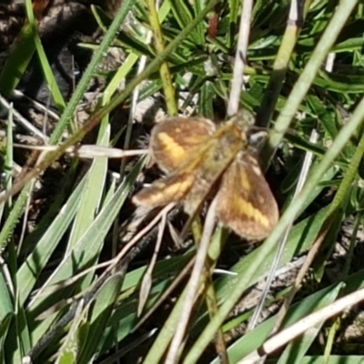 Taractrocera papyria (White-banded Grass-dart) at Goulburn Mulwaree Council - 12 Apr 2021 by trevorpreston