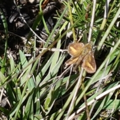 Taractrocera papyria at Gundary, NSW - 12 Apr 2021 10:08 AM