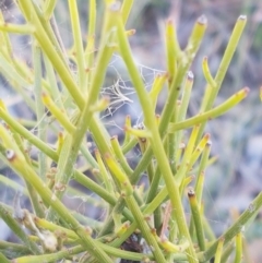 Omphacomeria acerba (Leafless Sour-bush) at Gundary, NSW - 12 Apr 2021 by tpreston