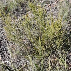 Omphacomeria acerba at Gundary, NSW - 12 Apr 2021