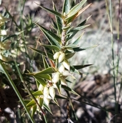 Melichrus urceolatus (Urn Heath) at Goulburn Mulwaree Council - 12 Apr 2021 by trevorpreston