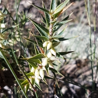 Melichrus urceolatus (Urn Heath) at Gundary, NSW - 12 Apr 2021 by tpreston