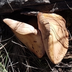 zz bolete at Gundary, NSW - 12 Apr 2021 by tpreston