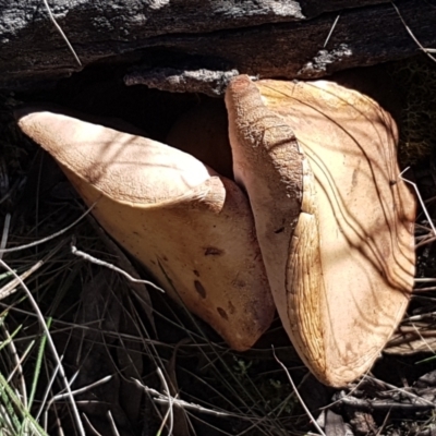 zz bolete at Gundary, NSW - 12 Apr 2021 by trevorpreston