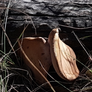 zz bolete at Gundary, NSW - 12 Apr 2021