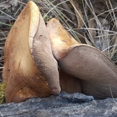 zz bolete at Gundary, NSW - 12 Apr 2021