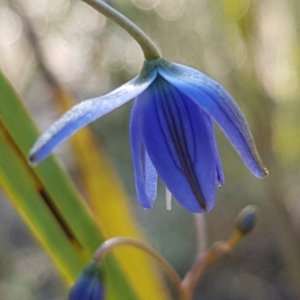 Dianella revoluta var. revoluta at Gundary, NSW - 12 Apr 2021 09:59 AM