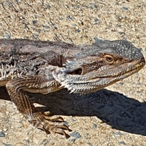 Pogona barbata at Greenway, ACT - suppressed