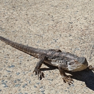 Pogona barbata at Greenway, ACT - suppressed