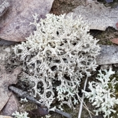 Cladia corallaizon at Pomaderris Nature Reserve - 11 Apr 2021 by tpreston