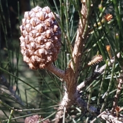 Allocasuarina littoralis (Black She-oak) at Gundary, NSW - 11 Apr 2021 by tpreston