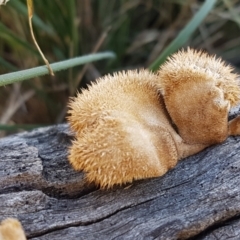 Lentinus fasciatus (Hairy Trumpet) at Goulburn Mulwaree Council - 12 Apr 2021 by trevorpreston