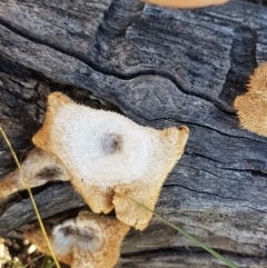 Lentinus fasciatus at Gundary, NSW - 12 Apr 2021