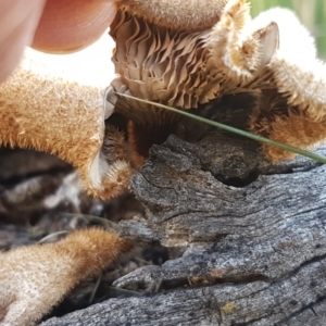 Lentinus fasciatus at Gundary, NSW - 12 Apr 2021