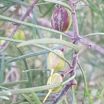 Persoonia linearis (Narrow-leaved Geebung) at Pomaderris Nature Reserve - 11 Apr 2021 by tpreston