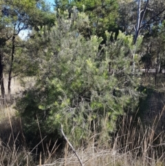 Persoonia linearis at Gundary, NSW - 12 Apr 2021 09:52 AM