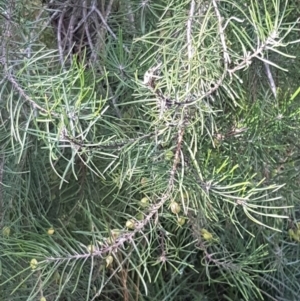 Persoonia linearis at Gundary, NSW - 12 Apr 2021