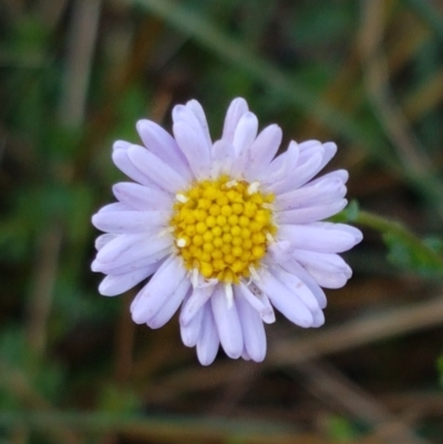 Calotis cuneifolia (Purple Burr-daisy) at Goulburn Mulwaree Council - 12 Apr 2021 by trevorpreston