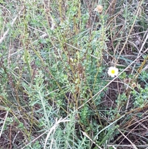 Calotis cuneifolia at Gundary, NSW - 12 Apr 2021 09:51 AM