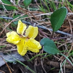 Goodenia hederacea subsp. hederacea at Gundary, NSW - 12 Apr 2021