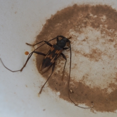 Phoracantha tricuspis (Longhorn Beetle) at Yass River, NSW by 120Acres