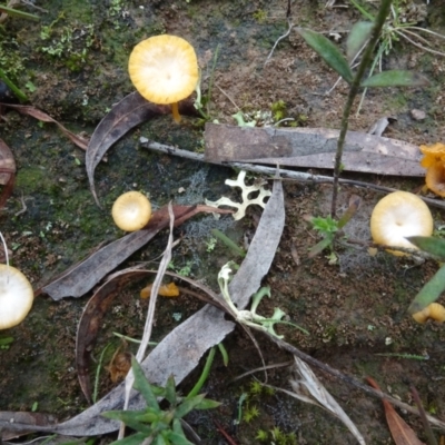 Lichenomphalia chromacea (Yellow Navel) at Sweeney's Travelling Stock Reserve - 7 Apr 2021 by AndyRussell