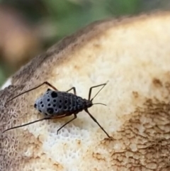 Tuberolachnus salignus (Giant willow aphid) at Murrumbateman, NSW - 12 Apr 2021 by SimoneC