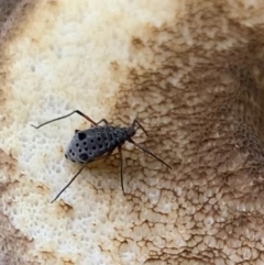 Tuberolachnus salignus at Murrumbateman, NSW - 12 Apr 2021