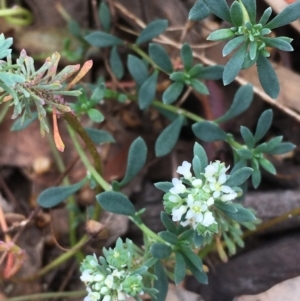 Poranthera microphylla at Majura, ACT - 11 Apr 2021