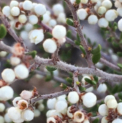 Cryptandra amara (Bitter Cryptandra) at Majura, ACT - 11 Apr 2021 by JaneR