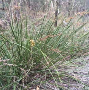 Lepidosperma laterale at Majura, ACT - 11 Apr 2021 02:01 PM