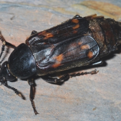 Diamesus osculans (Carrion beetle) at Tianjara, NSW - 13 Apr 2021 by Harrisi