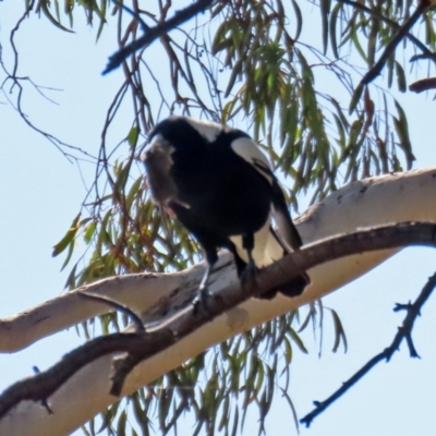 Gymnorhina tibicen (Australian Magpie) at Jerrabomberra, NSW - 12 Apr 2021 by RodDeb