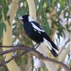 Gymnorhina tibicen at Jerrabomberra, NSW - 12 Apr 2021