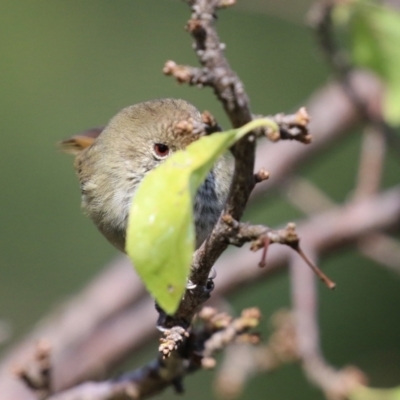 Acanthiza pusilla (Brown Thornbill) at Jerrabomberra Creek - 12 Apr 2021 by RodDeb