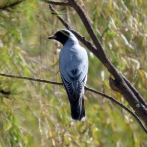 Coracina novaehollandiae at Jerrabomberra, NSW - 12 Apr 2021