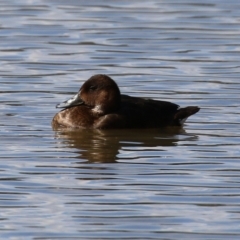 Aythya australis (Hardhead) at Jerrabomberra, NSW - 12 Apr 2021 by RodDeb