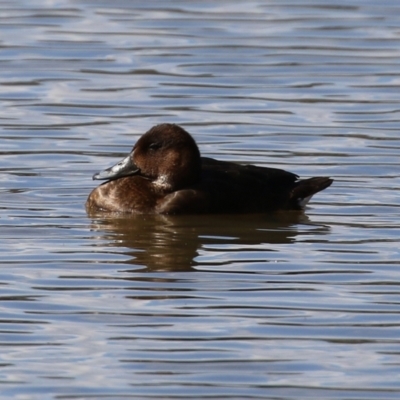 Aythya australis (Hardhead) at Jerrabomberra, NSW - 12 Apr 2021 by RodDeb