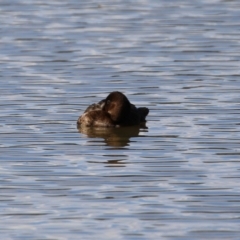 Aythya australis at Jerrabomberra, NSW - 12 Apr 2021